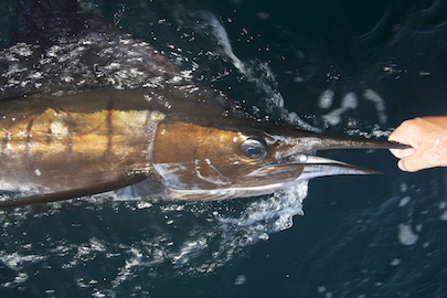 Land a barra, jewfish and sailfish trifecta in a day!